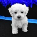 MALTESE PUPPIES AND 1 YEARS OLD FREE DOG FOR ADOPTION MALE AND FEMALE-3