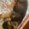 Border Terrier Pups -4