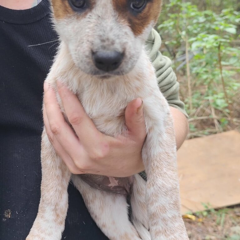 Cattle Dog Puppies 