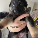 German Shepherd Puppies For Sale-5