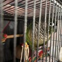 Green cheek conure-2