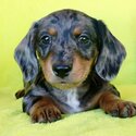 Dachshound puppies-2