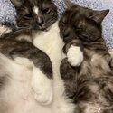 2 beautiful brother cats looking for a new loving home -4