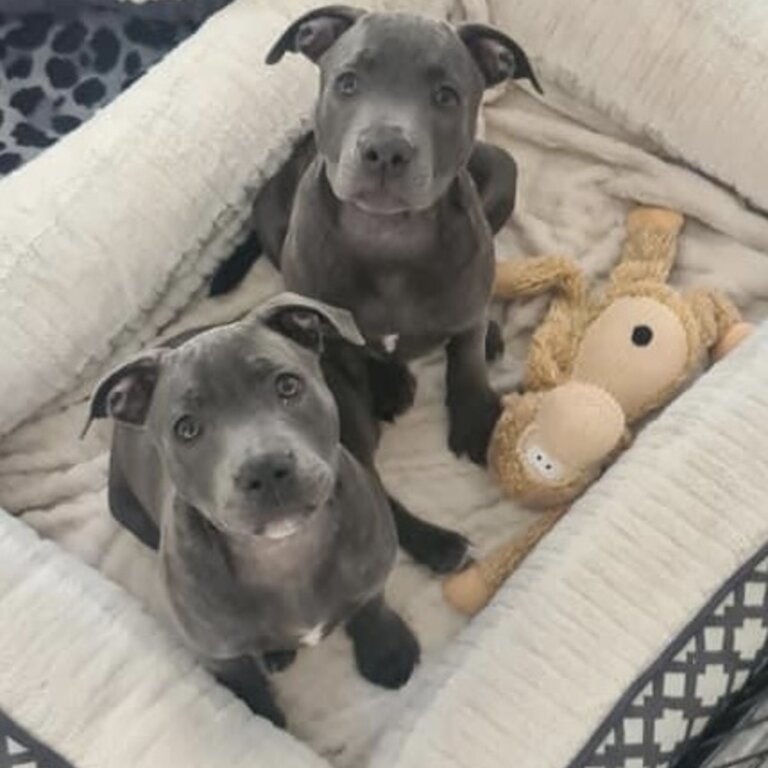 Male 5 month old blue brindle Male English Staffy