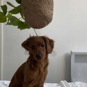 Ruby/brown cavoodle looking for a family-1