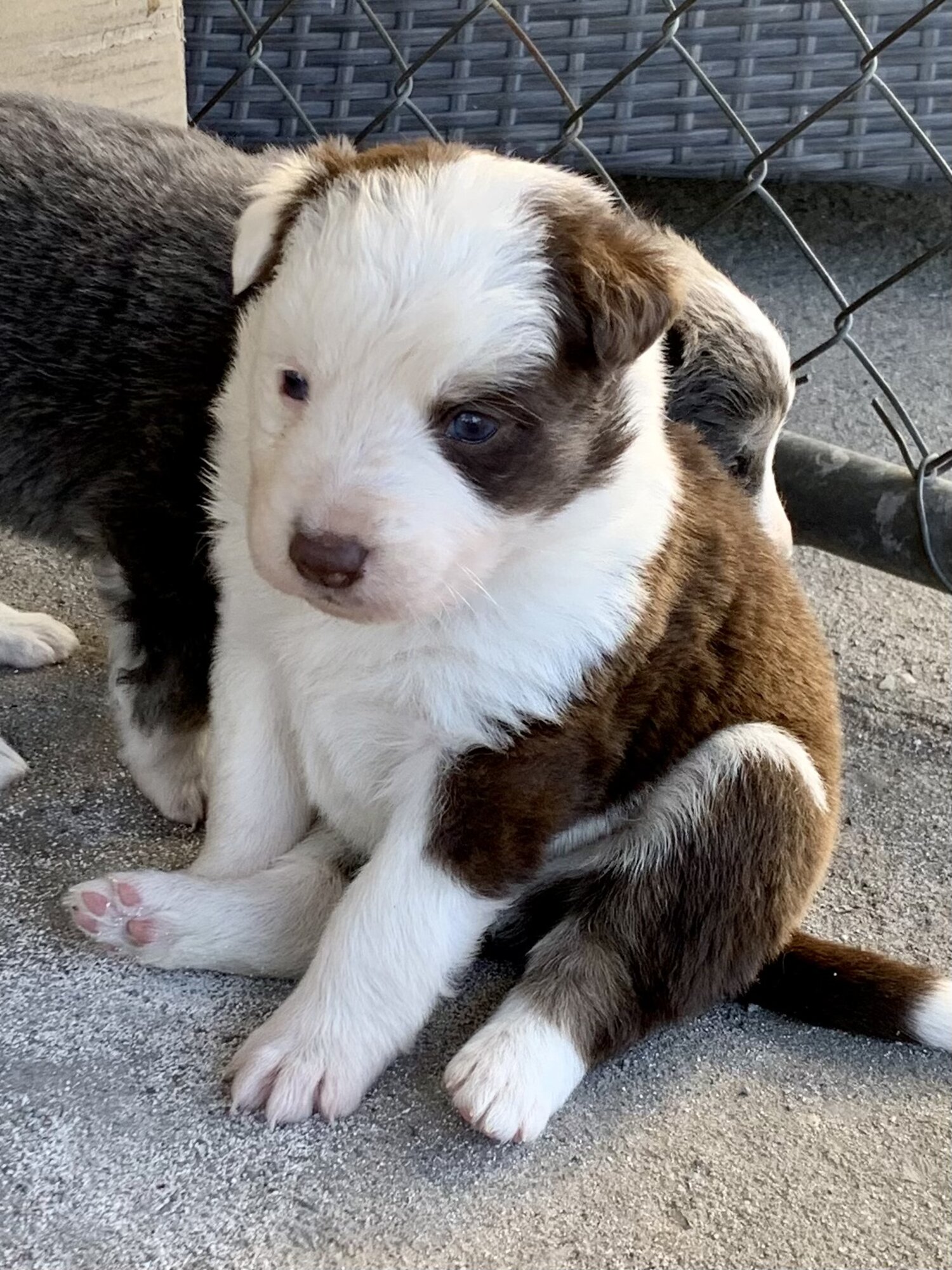 Pure Bred Border Collie Puppies – Beautiful Natured And Very Intelligent