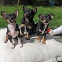 Purebred Chihuahua Puppies-2