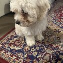 Very lovely dog for sale-2