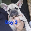 French bulldog Pups -3