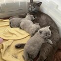 2 Male and 3 Female BSH kittens For Female-0