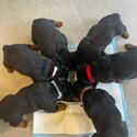 Pure bred rottweiler puppies-2