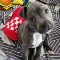 Blue English Staffy Puppy-0