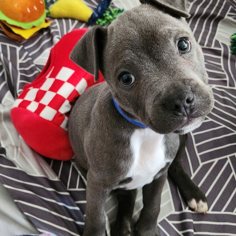 Blue English Staffy Puppy