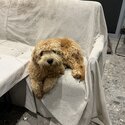 Cavoodle for sales-1