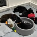 Purebred Labrador puppies-2