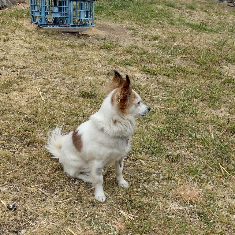 Papillion X female 