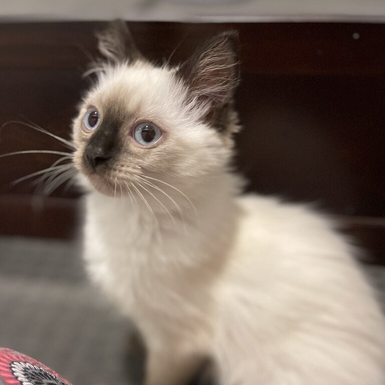 Ragdoll Kitten - Purebred Seal Point - Female