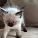 Purebred Ragdoll Kittens 2x seal point 2x blue point-1