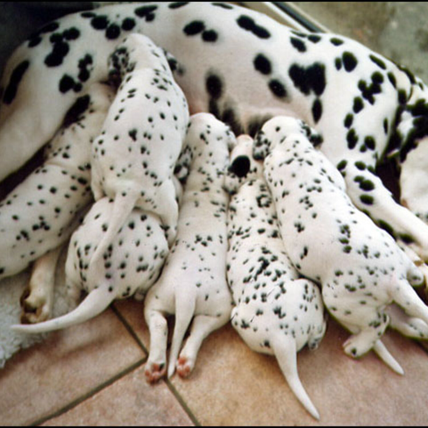 Pure Male & Female Dalmatian