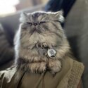 Pure breed Adorable and gentle persian cat-4