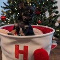 Purebred Chihuahua Puppies-3