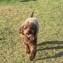 5 y/o male Lagotto Romangola -2