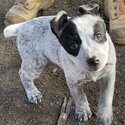 Blue Healer Stumpy Tail-0