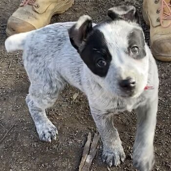 Blue Healer Stumpy Tail