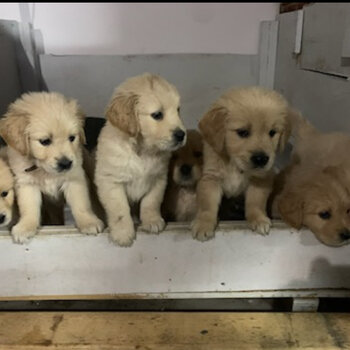 Golden Retriever Female puppies 