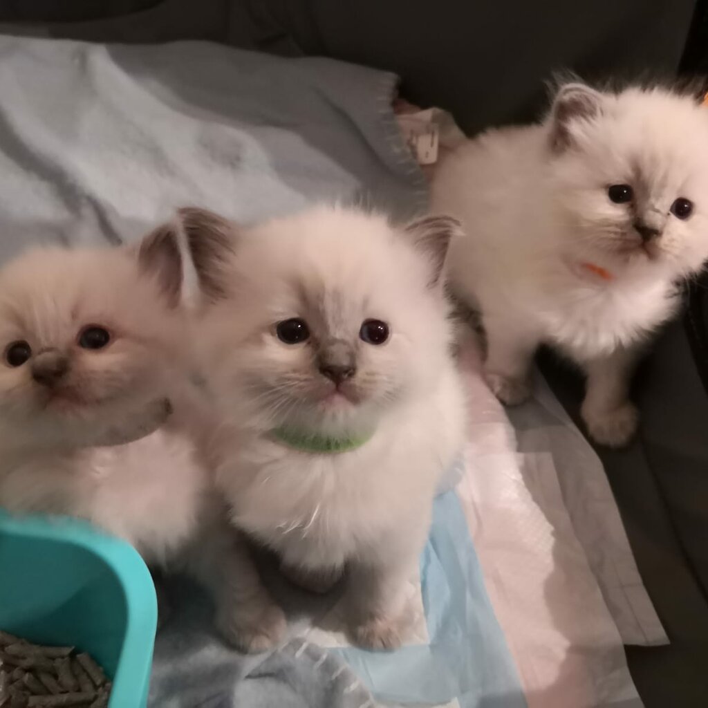 Purebred Ragdoll Kittens for Sale