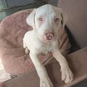 Bull Arab x gsp puppies looking for their forever homes -1