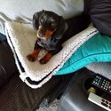 Miniature Smooth Haired Dachshund For Sale-2