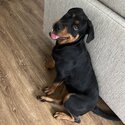 Fifi - 8 month Old Rottweiler Female-4