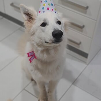 White Swiss Shepherd