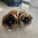 A Pair of Pekingese for sale -5