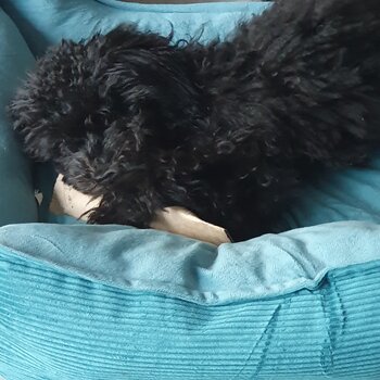 Toy poodle 4 months