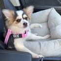 Gracie-Lynn Pom-Chi. -3