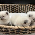 Purebred Ragdoll Kittens-2