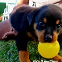 Rotweiler Puppies-2