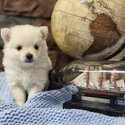 Adorable Purebred Pomeranian Puppies-5