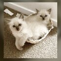 Purebred Blue Point Ragdoll kittens-0