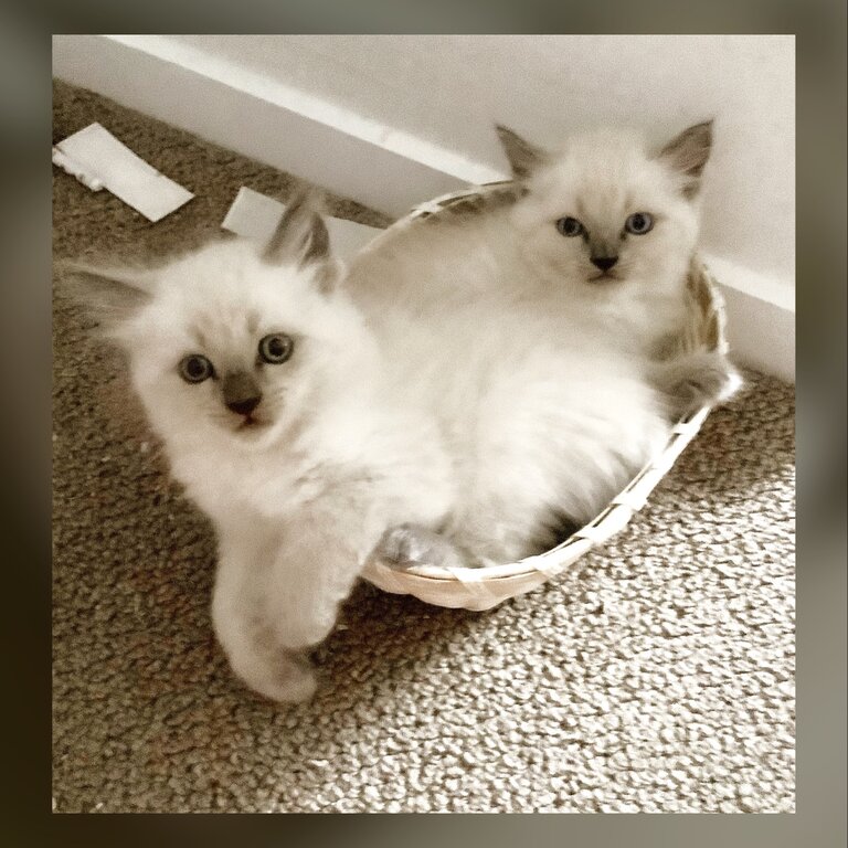 Purebred Blue Point Ragdoll kittens