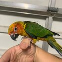 Green Cheek Cinnamon Conure + toys +  food-1