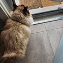 'Sid' is a lovable 8yr old male Ragdoll.  Loves outside as much as inside.-0