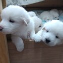 Maremma Lifestock Guardian Dog  puppies-3