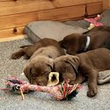 3 litters of Labrador retriever puppies available. 2 male and 1 female-0