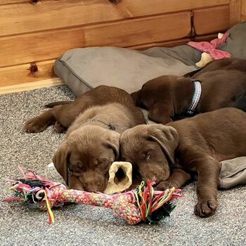 3 litters of Labrador retriever puppies available. 2 male and 1 female