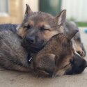 Pure-bred German shepherd working line puppies-2