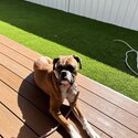 2 year old Pure Bred Boxer Dog-2