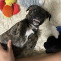 10wk old STAFFY X WIRED HAIR TERRIER puppies for adoption-3